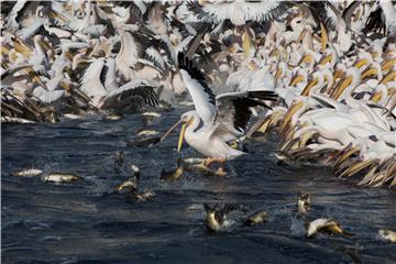 ISRAEL ANIMALS PELICANS