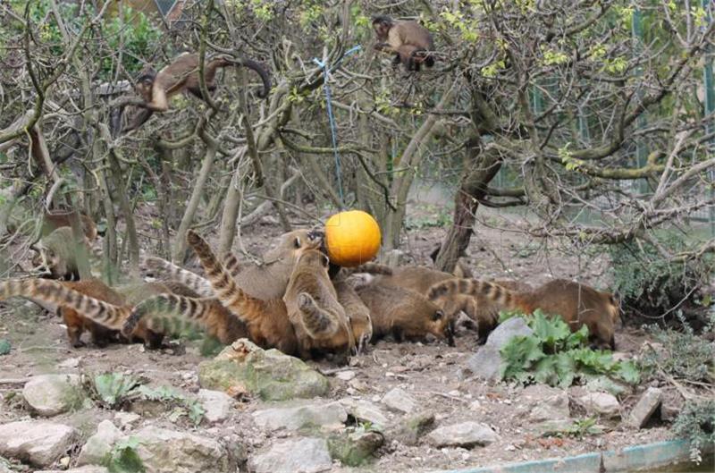 "Bundevijada" u carstvu životinja u zagrebačkom ZOO-u