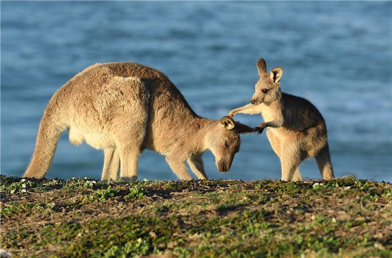 AUSTRALIAN ANIMALS