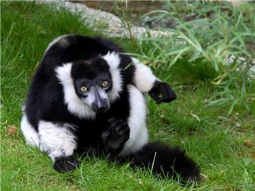 Zagrebački ZOO s brkonjama i bradonjama u javnozdravstvenoj akciji "Movember"