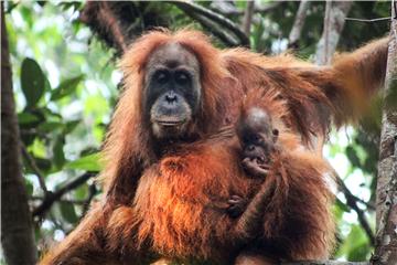 Na Sumatri otkrivena nova vrsta orangutana 