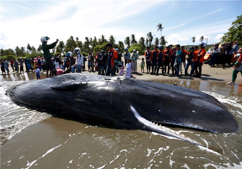 INDONESIA ACEH SPERM WHALE STRANDED