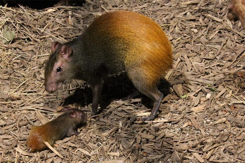 U zagrebačkom ZOO-u na svijet došlo mladunče zlatnog agutija