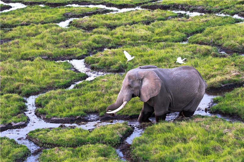 (FILE) KENYA USA ELEPHANTS TRUMP