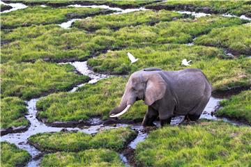 (FILE) KENYA USA ELEPHANTS TRUMP