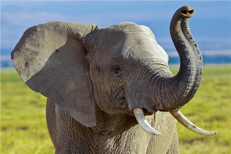 (FILE) KENYA USA ELEPHANTS TRUMP