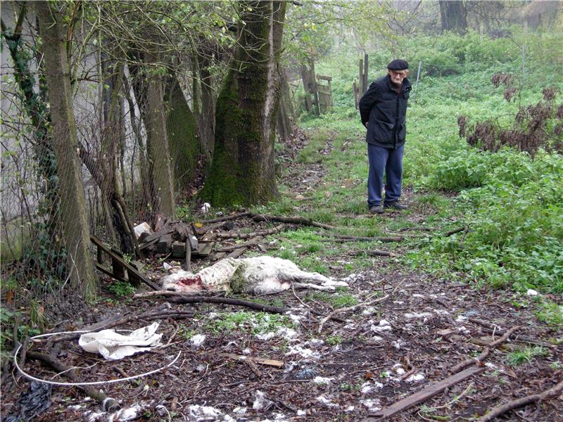 Sisak: Čagljevi sve bliže gradskom središtu