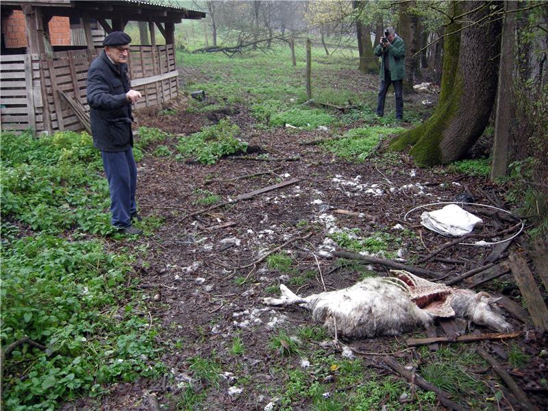 Sisak: Čagljevi sve bliže gradskom središtu