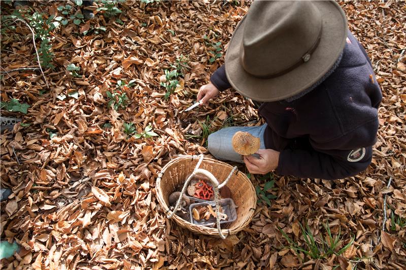 TURKEY PHOTO SET MUSHROOM HUNTING