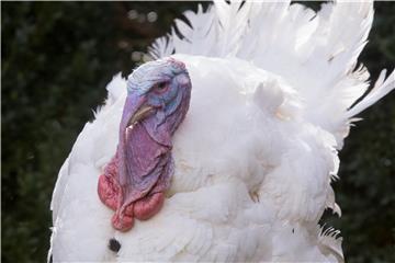 USA THANKSGIVING TURKEY PARDONING TRUMP