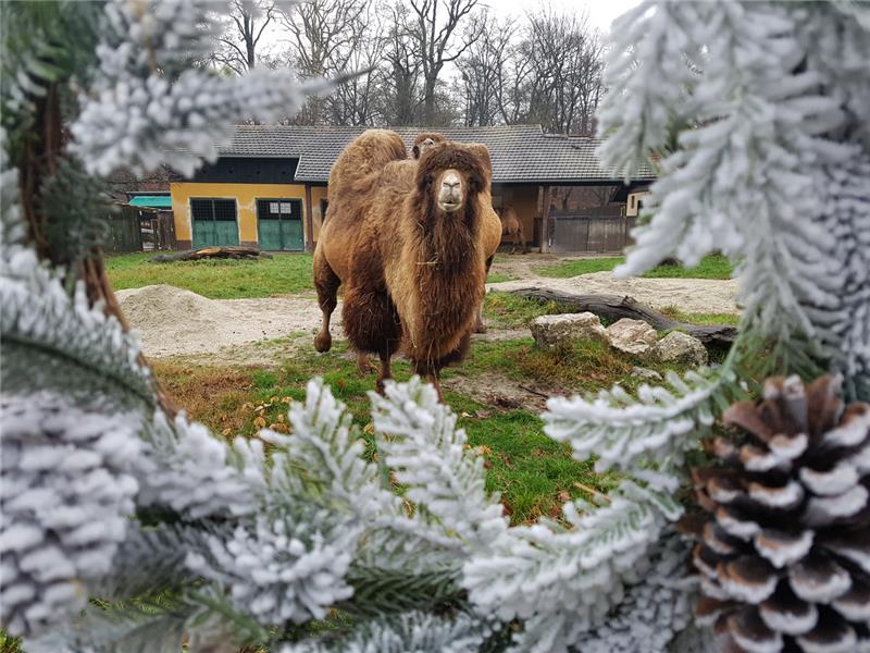  Advent i u zagrebačkom ZOO-u