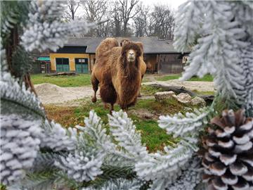  Advent i u zagrebačkom ZOO-u