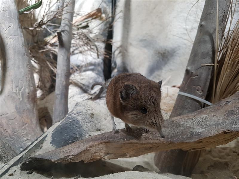 Advent i u zagrebačkom ZOO-u