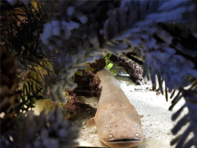 Advent i u zagrebačkom ZOO-u