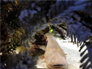 Advent i u zagrebačkom ZOO-u