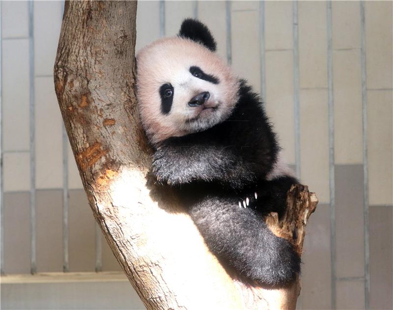 JAPAN ANIMALS PANDA XIANG XIANG