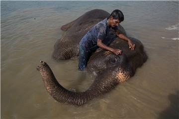 NEPAL ANIMALS