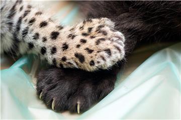 HUNGARY ANIMALS JAGUAR TWIN CUBS