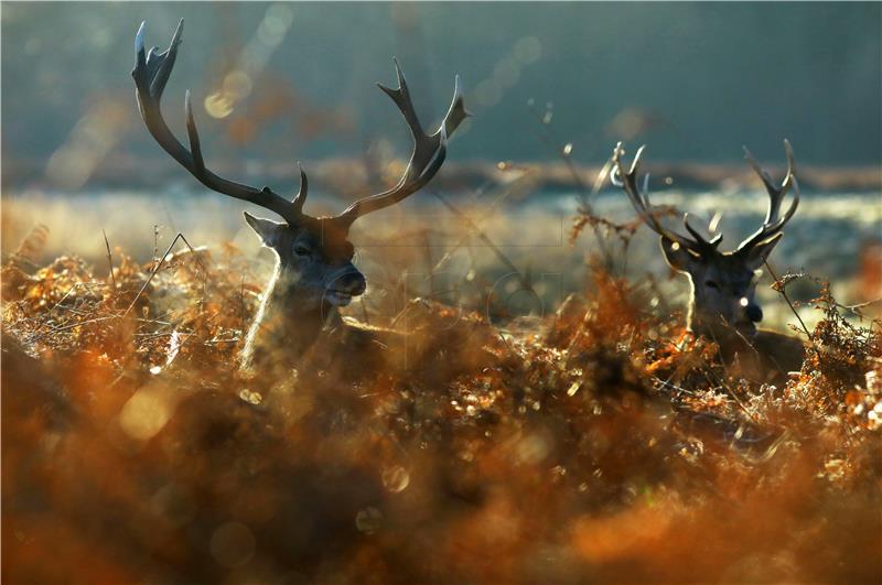 BRITAIN WEATHER ANIMALS