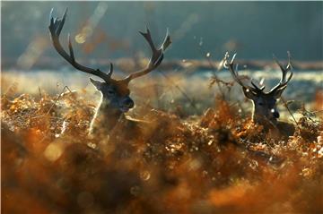 BRITAIN WEATHER ANIMALS