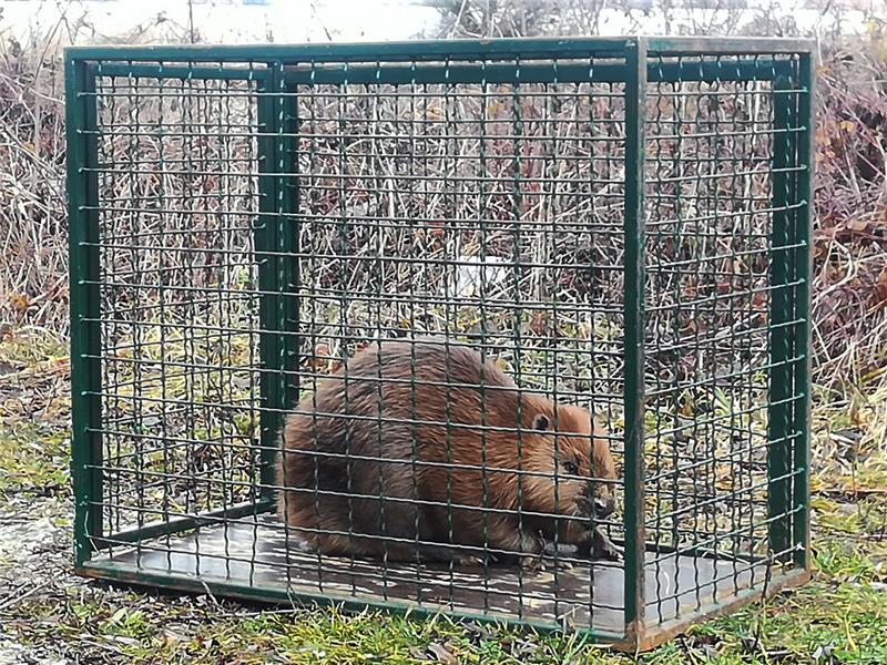 Dabar Štefek pronađen u zagrebačkom Zapruđu, vraćen u prirodu