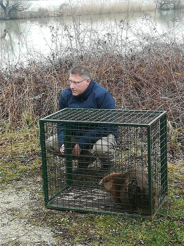 Dabar Štefek pronađen onemoćao u zagrebačkom Zapruđu, vraćen u prirodu