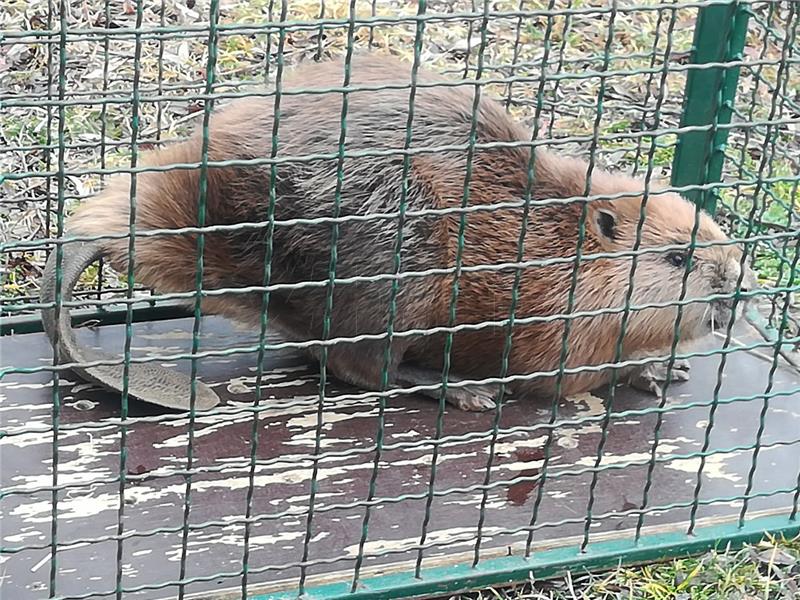 Dabar Štefek pronađen onemoćao u zagrebačkom Zapruđu, vraćen u prirodu