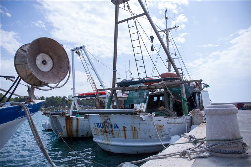 3 Croatian fishing boats take catch from nets and return to home port in Savudrija Bay