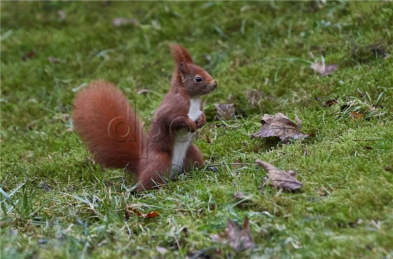 A squirrel in Hamburg