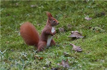 A squirrel in Hamburg