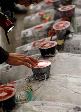 JAPAN TSUKIJI TUNA AUCTION