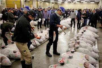 JAPAN TSUKIJI TUNA AUCTION