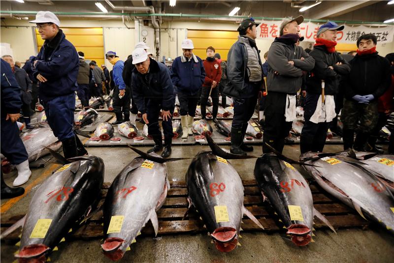 JAPAN TSUKIJI TUNA AUCTION