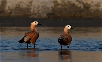 INDIA BIRDS