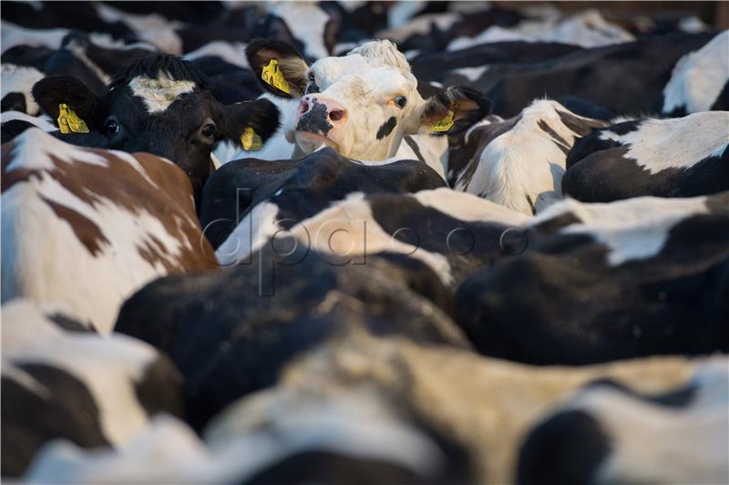 Dairy farming in Germany