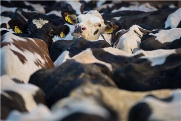 Dairy farming in Germany