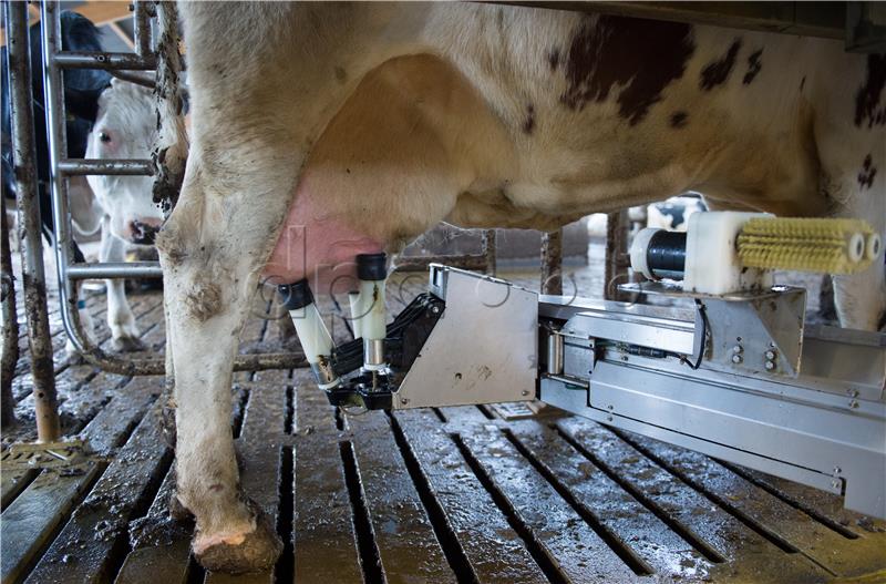 Dairy farming in Germany