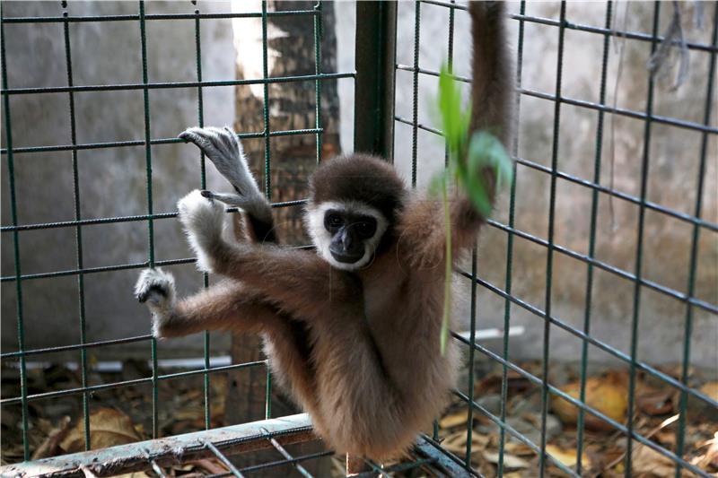 INDONESIA ACEH CONFISCATED ANIMALS