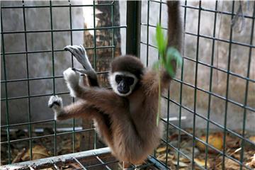 INDONESIA ACEH CONFISCATED ANIMALS