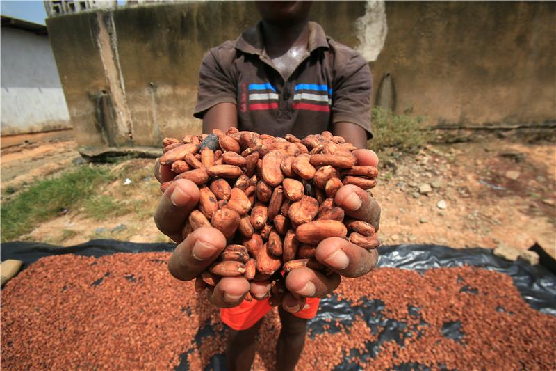 IVORY COAST AGRICULTURE CACAO