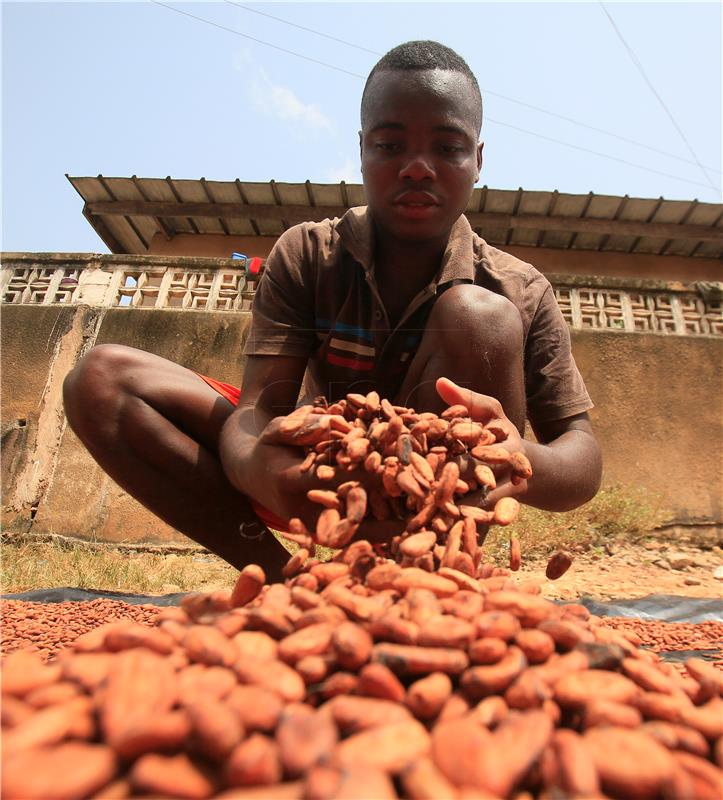 IVORY COAST AGRICULTURE CACAO