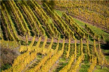 Illustration of the vineyards on the Route des vins in Alsace