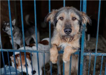 RUSSIA PHOTO SET STRAY DOGS SHELTER