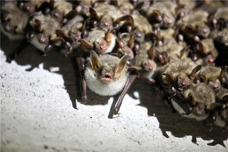 POLAND NATURE BAT COUNTING