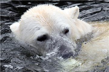 Polar bear in Berlin