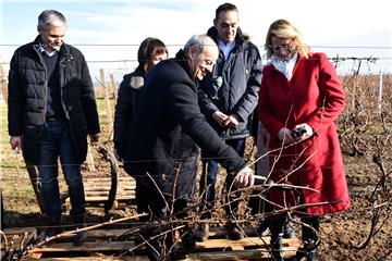 Ilok: Blagoslovljeni vinogradi povodom blagdana sv. Vinka