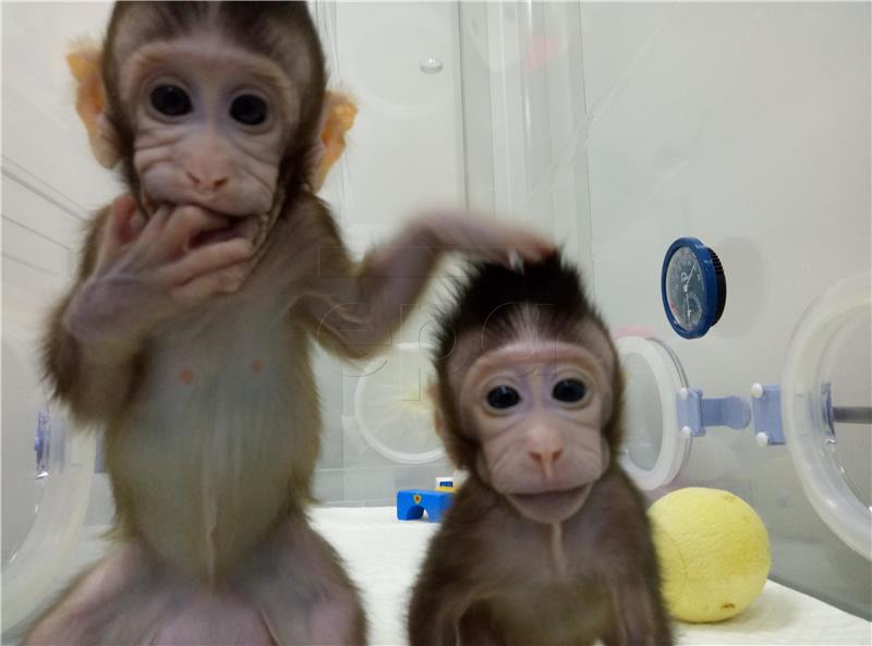 CHINA FIRST MONKEY CLONES