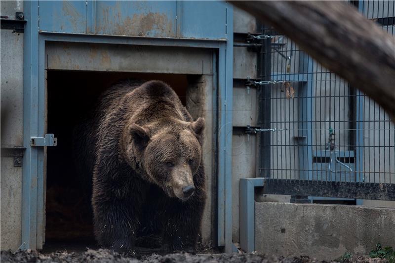 HUNGARY WEATHER BEAR FORECAST