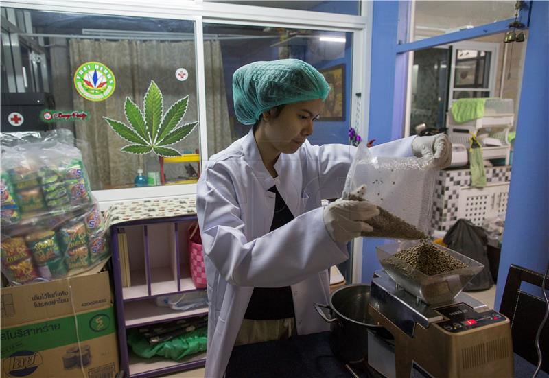 THAILAND PHOTO ESSAY MEDICAL CANNABIS THERAPY