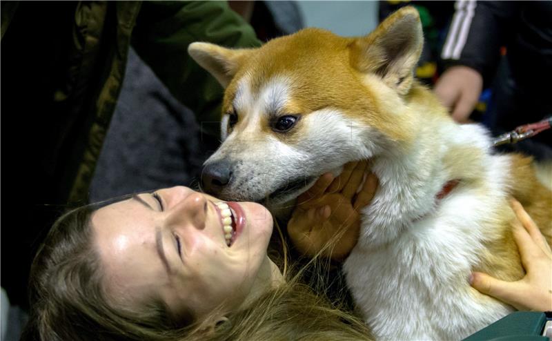 POLAND DOG SHOW